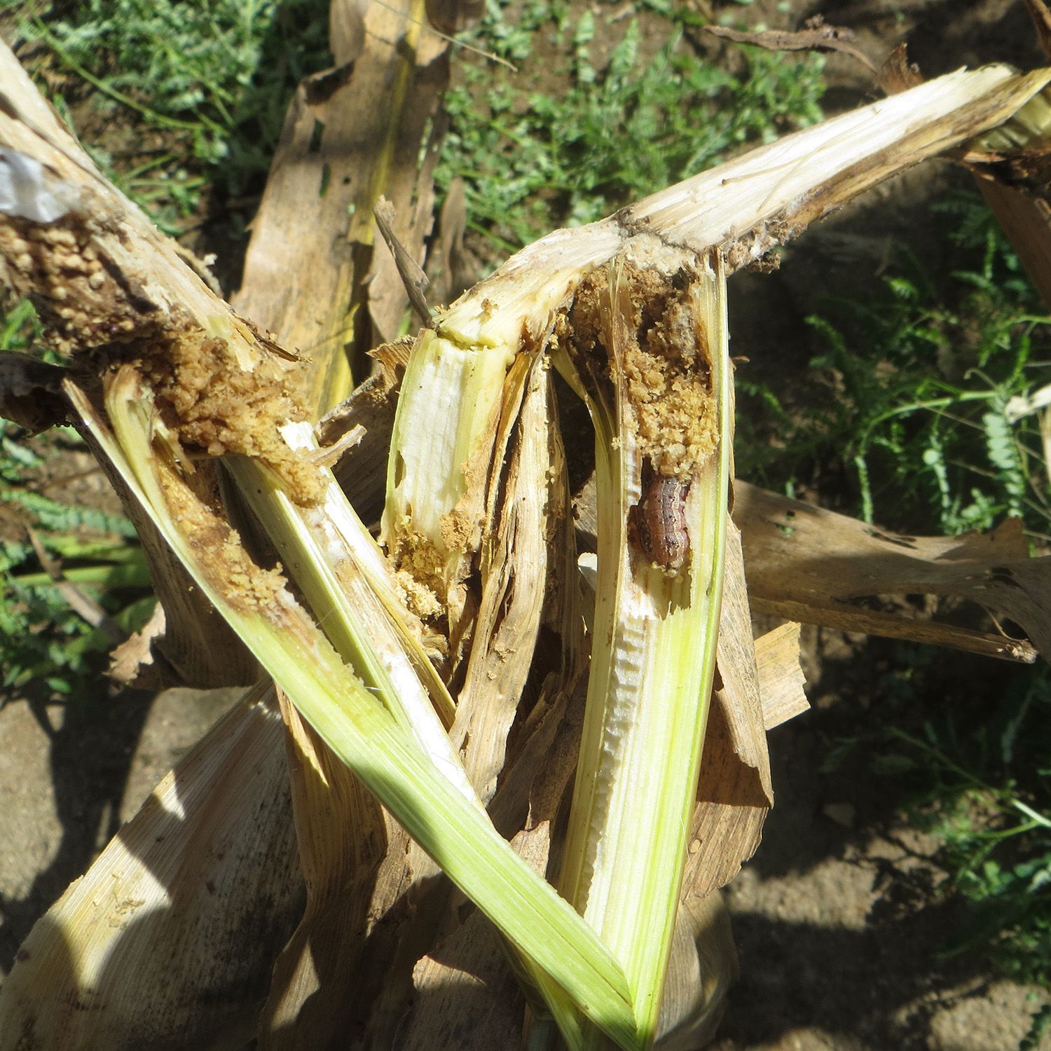 Fall armyworm feeding in stems