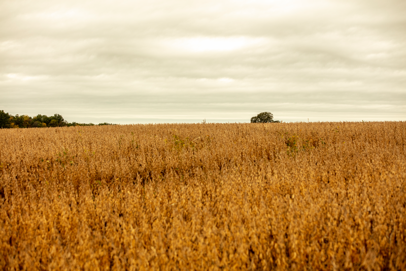 Harvester using no-till to harvest field of wheat
