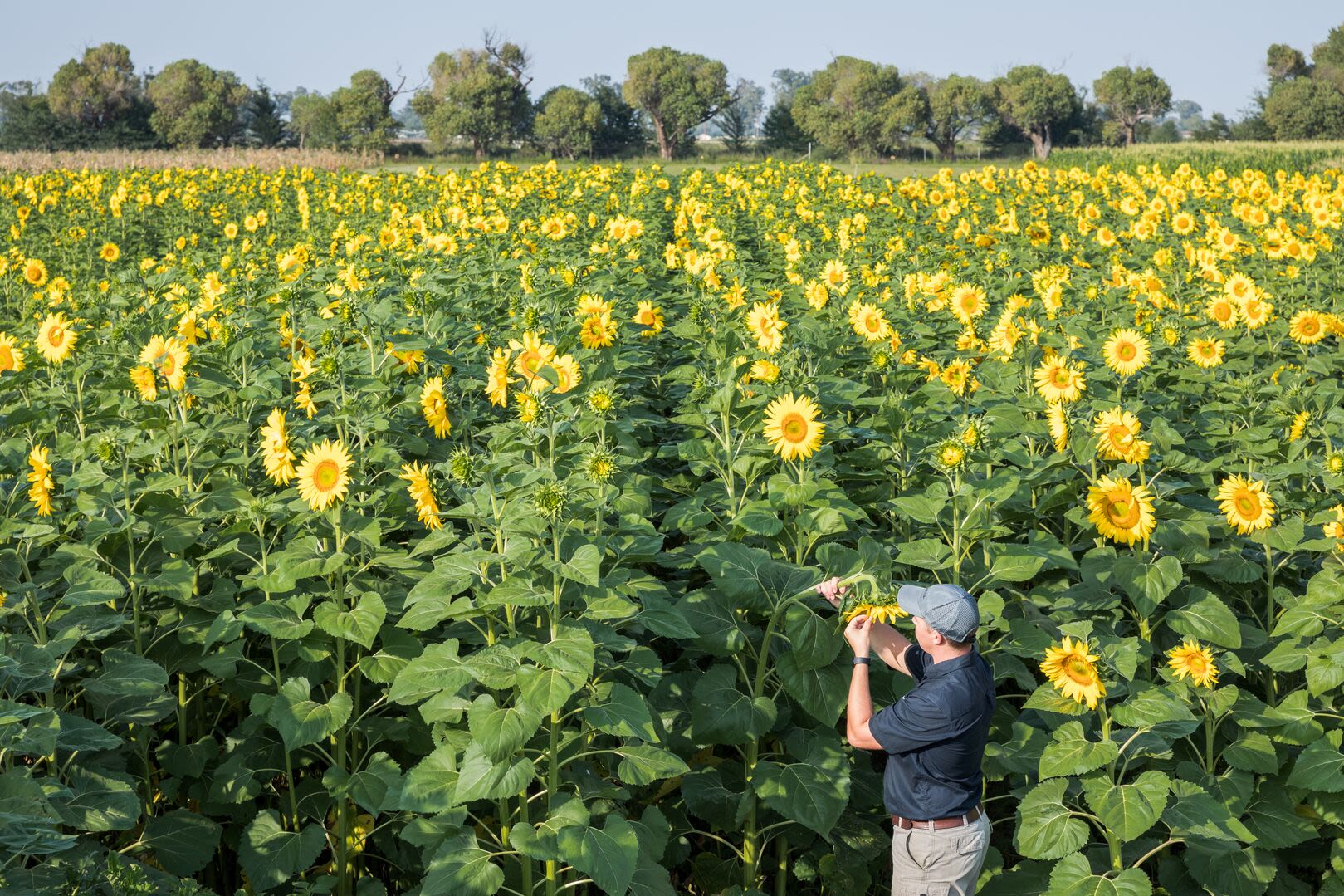 Farmer inspecting sunflower in field.
