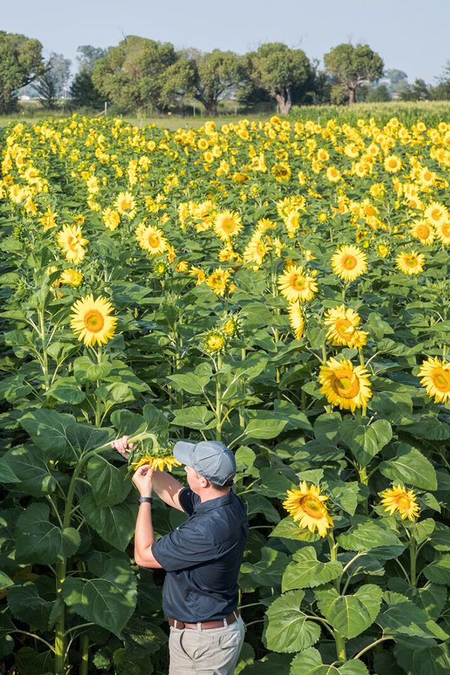 Farmer inspecting sunflower in field.