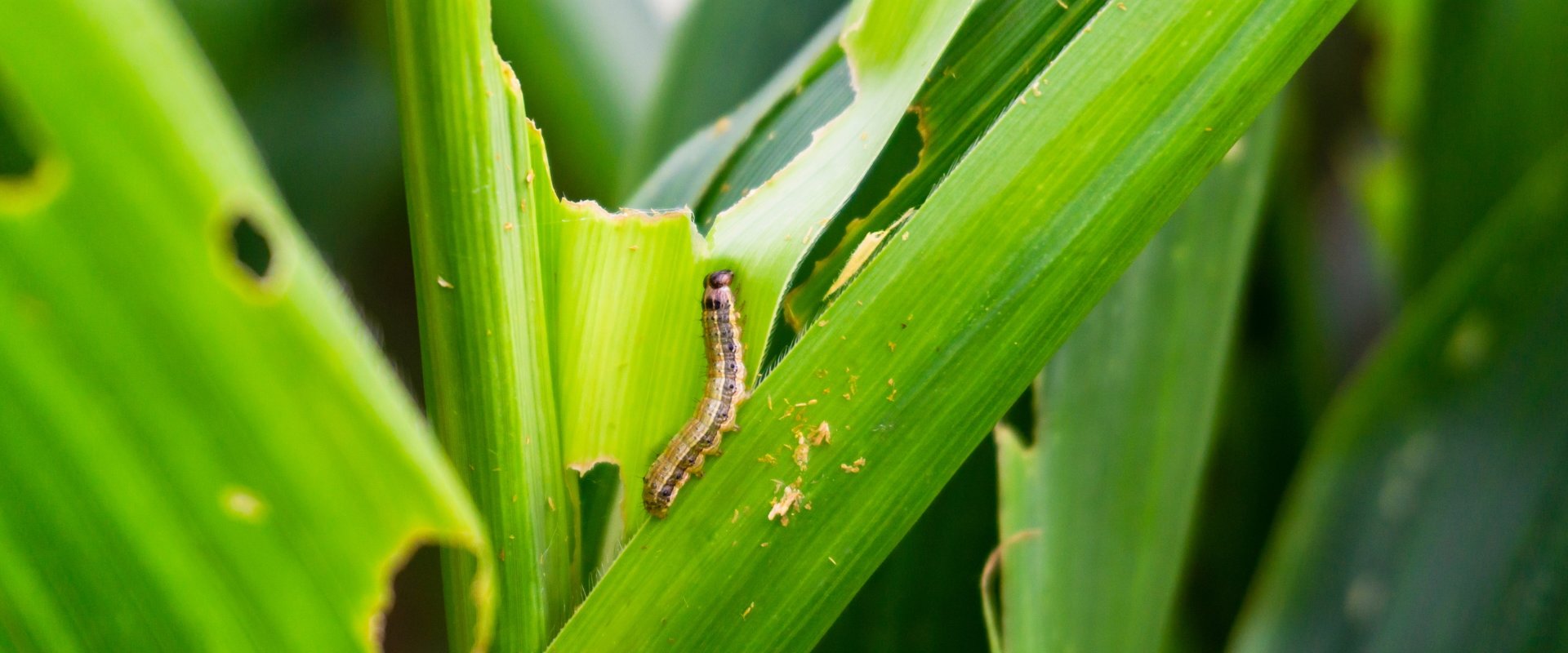 Fall ArmyWorm Header IMG