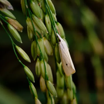 Yellow Stem Borer