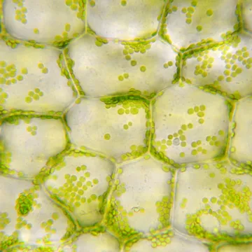 cell