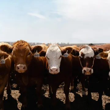 Cows