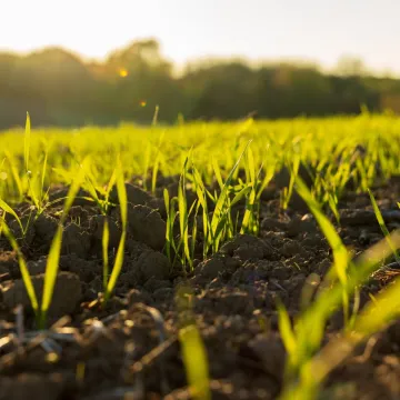 Young wheat sprouts