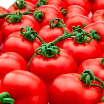 Tomato - Major scientific breakthrough increases crop yields by  using the plant’s own natural mechanisms
