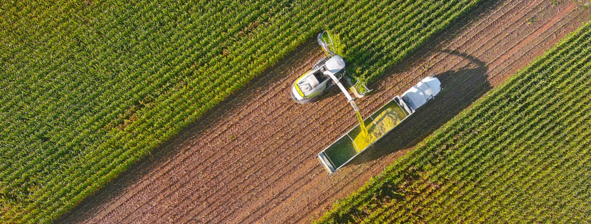 Combine harvester harvesting corn