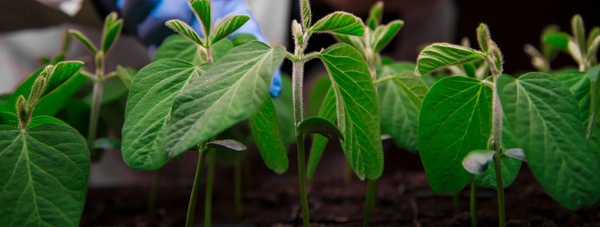 Scientist inspecing seedling