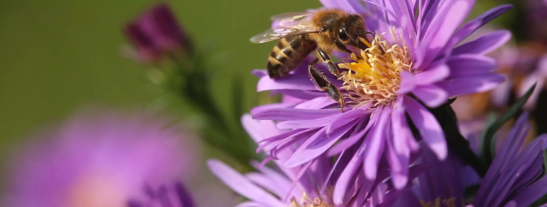 Bee on flower