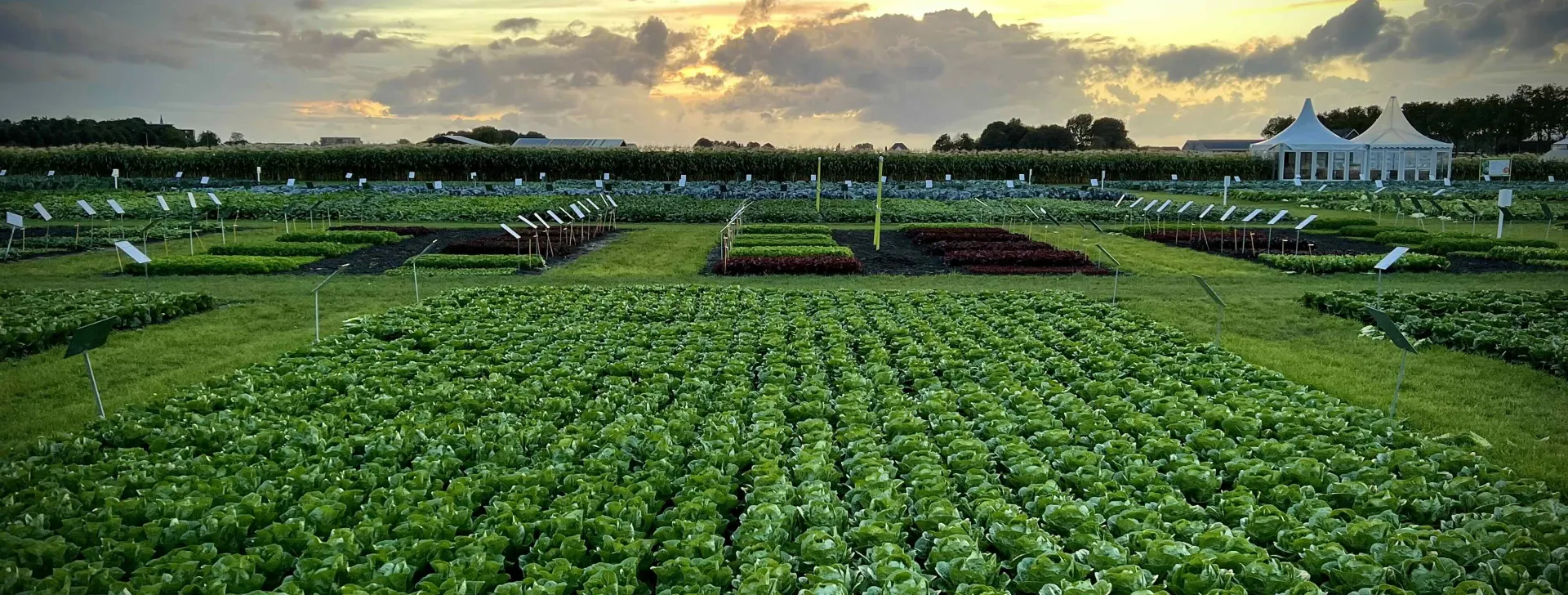 Brussel sprouts - story