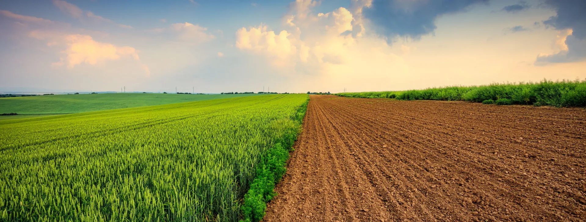 griculture field at sunset, green wheat and soil