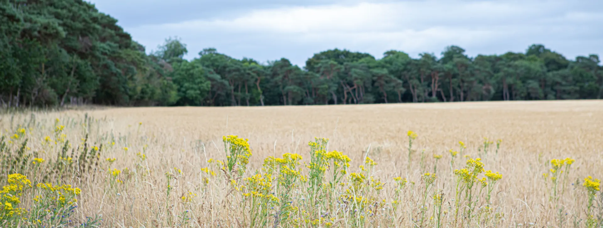 Field in UK