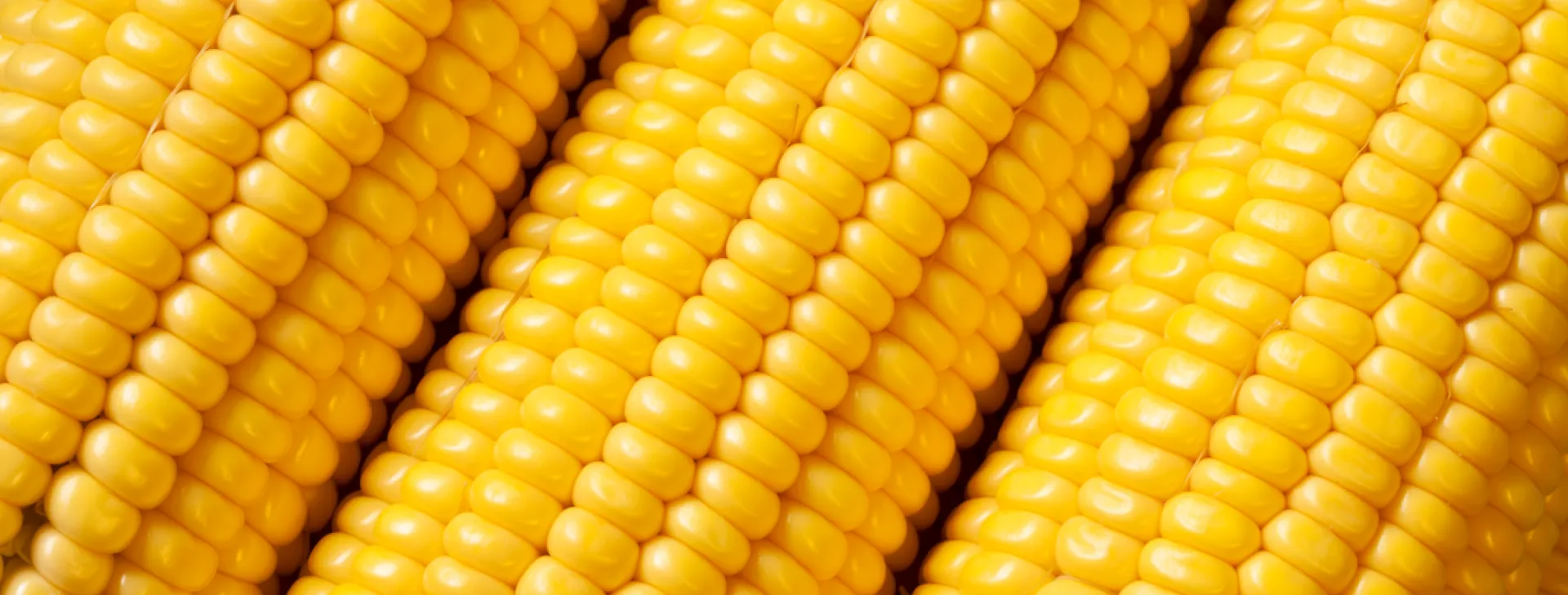 Close-up of fresh corn