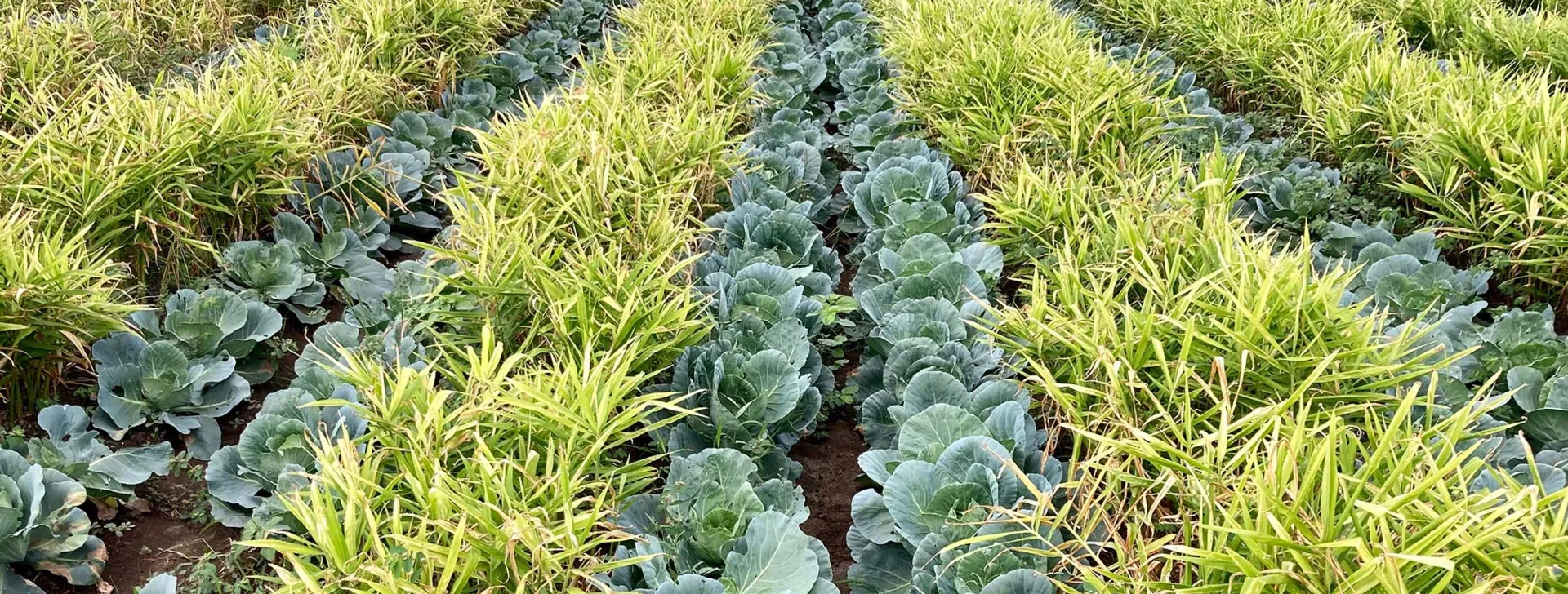 Intercropping Banner Image