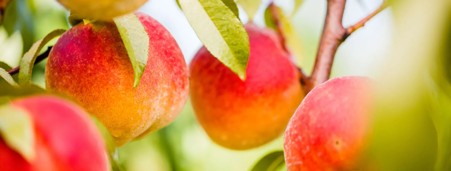 Peaches on a branch - biologicals