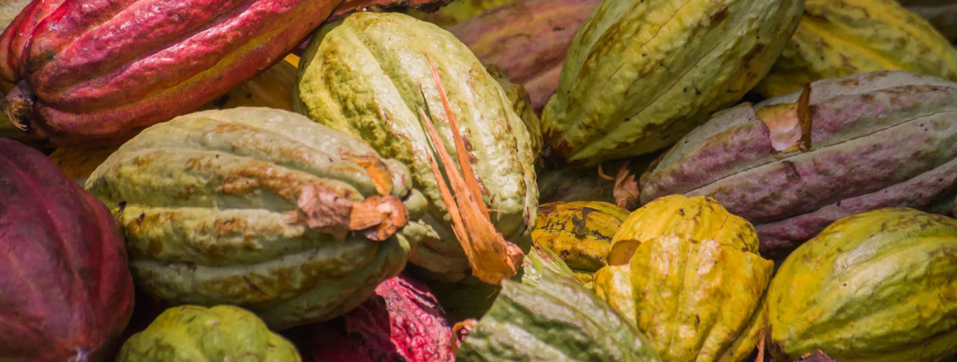 Cocoa pods