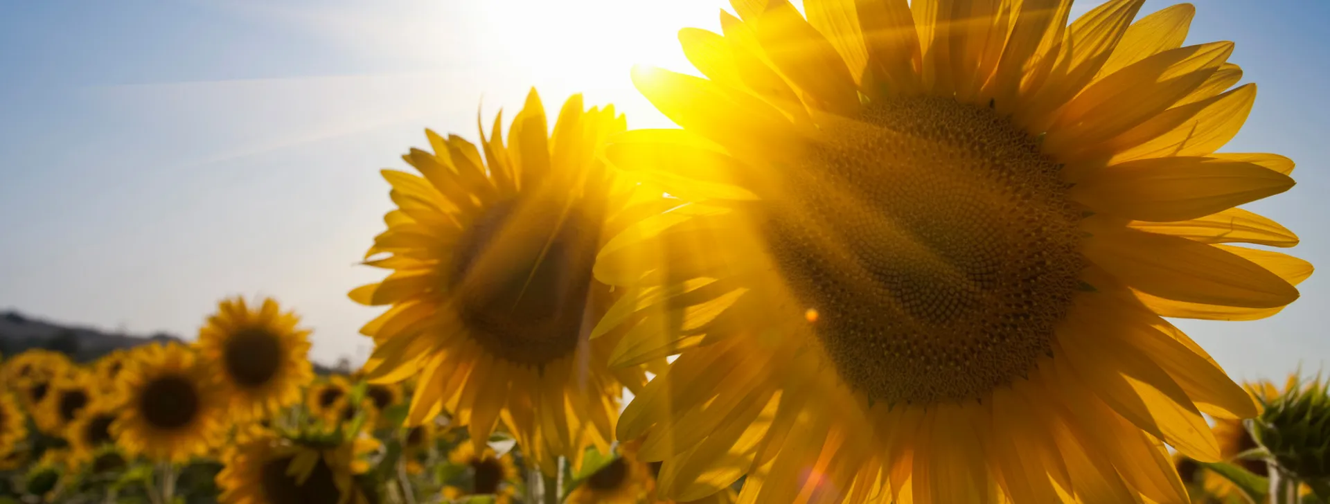 Close up of sunflowers in field