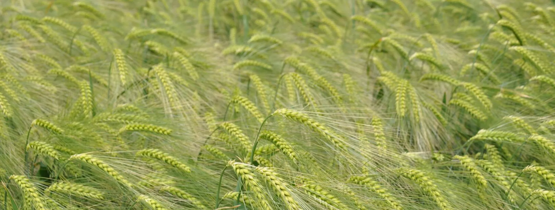 Hybrid barley field