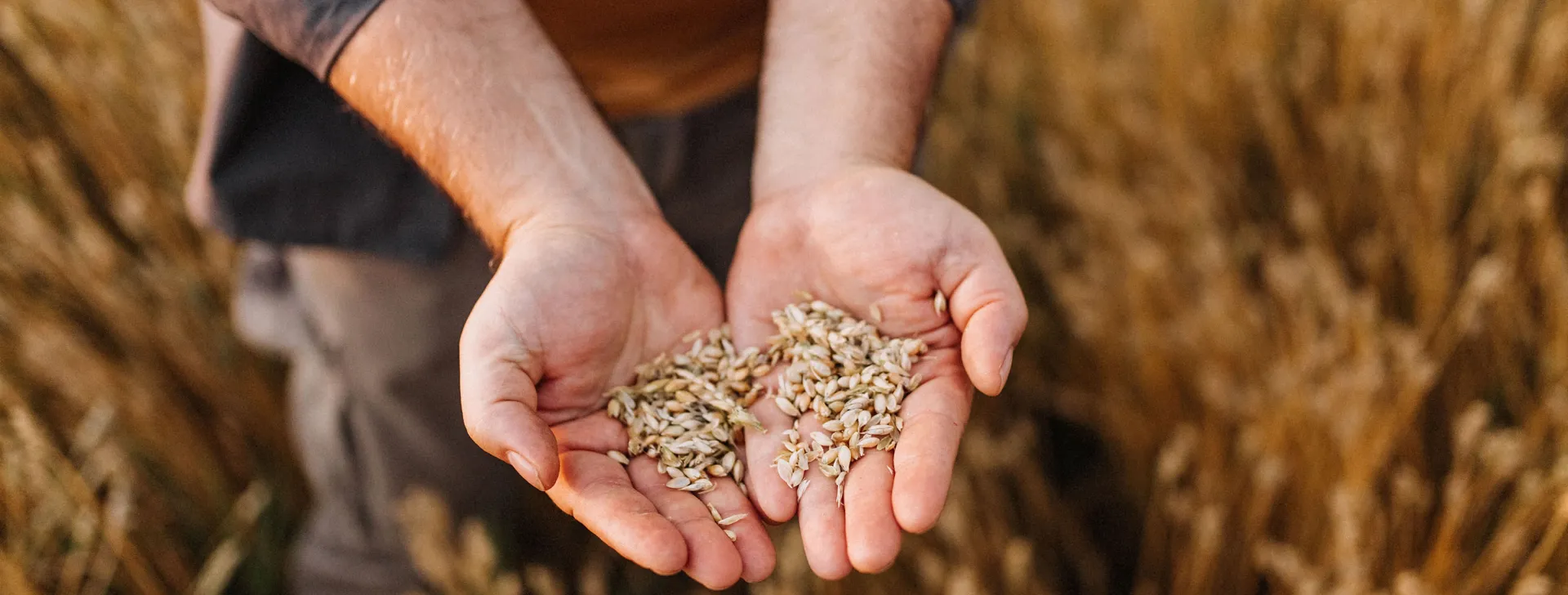Farmer controlling harvest quality in his field