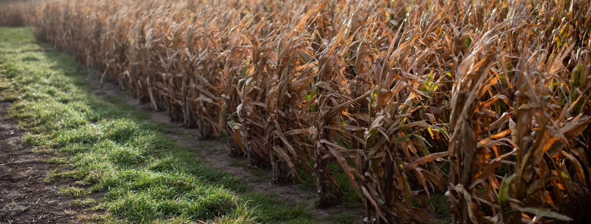 Corn crops with rye grass lollium