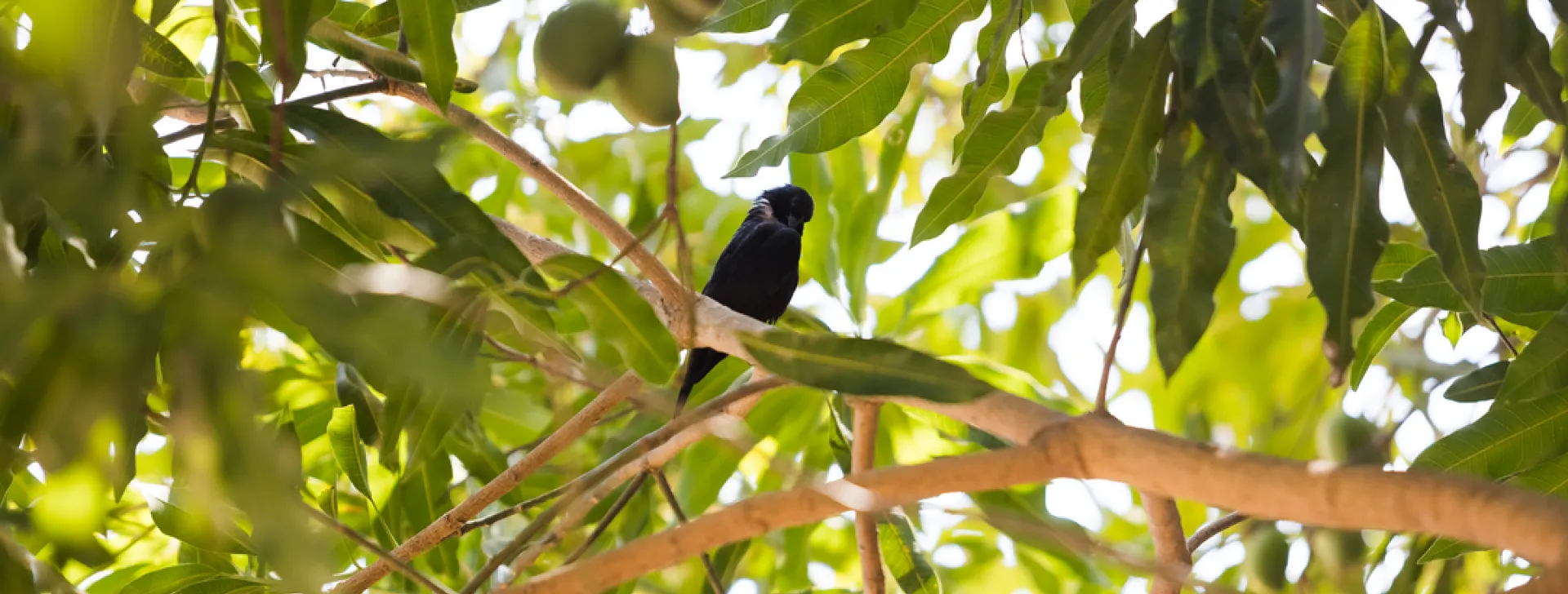 bird - REVERTE project, Gurupi, Brazil