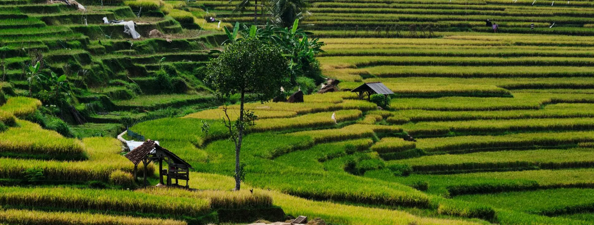 Landscape of Indonesian rice field