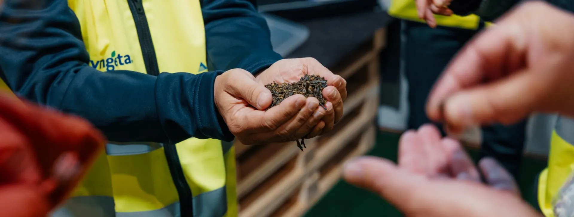 Ascophyllum nodosum harvesting in Norway