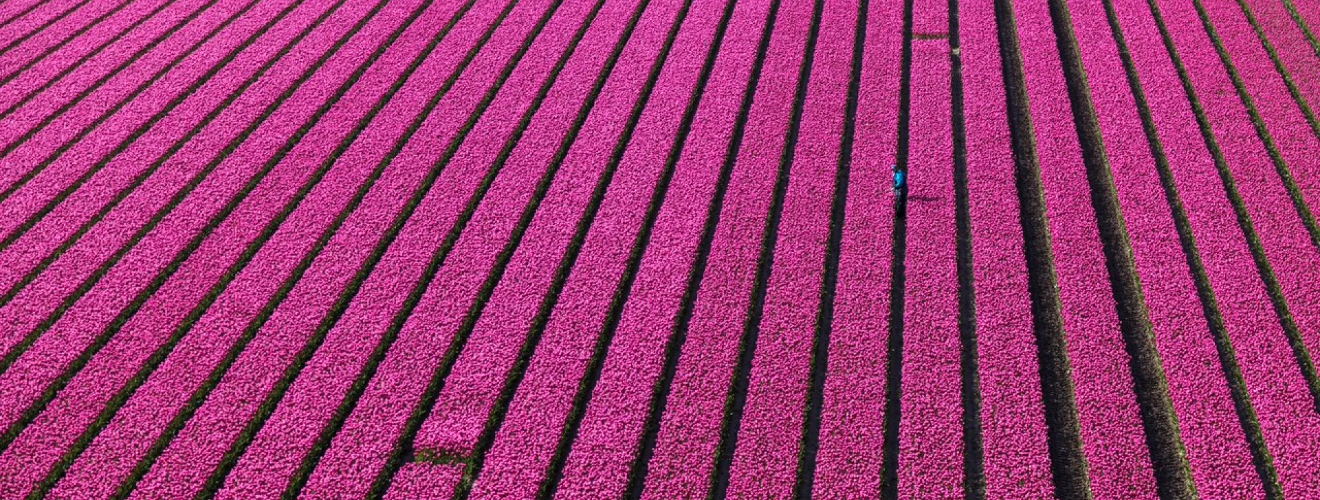 Aerial view of the tulip fields