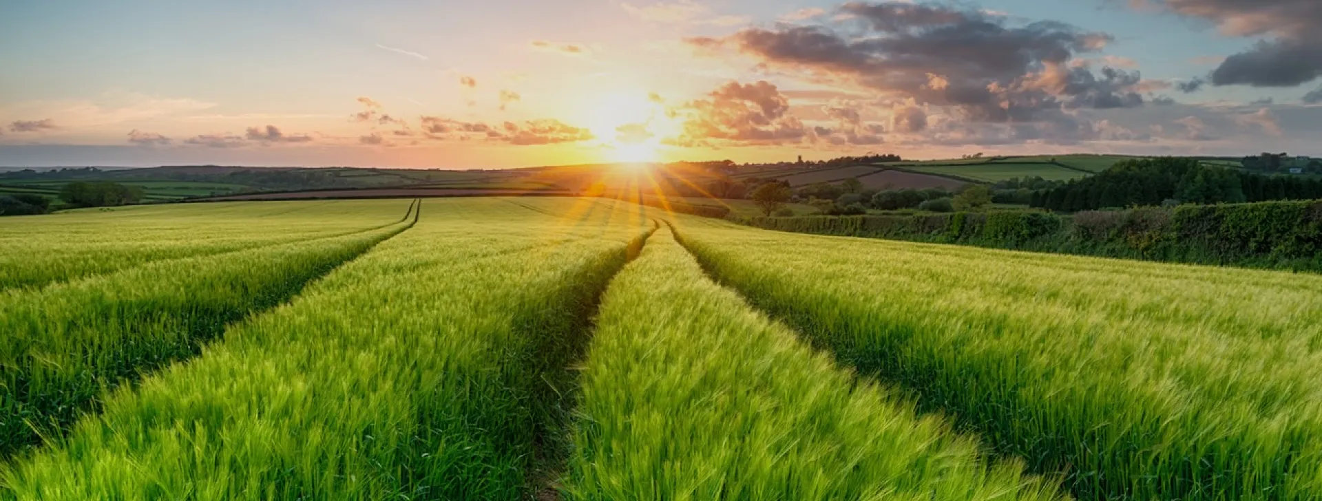Field of barley at sunset