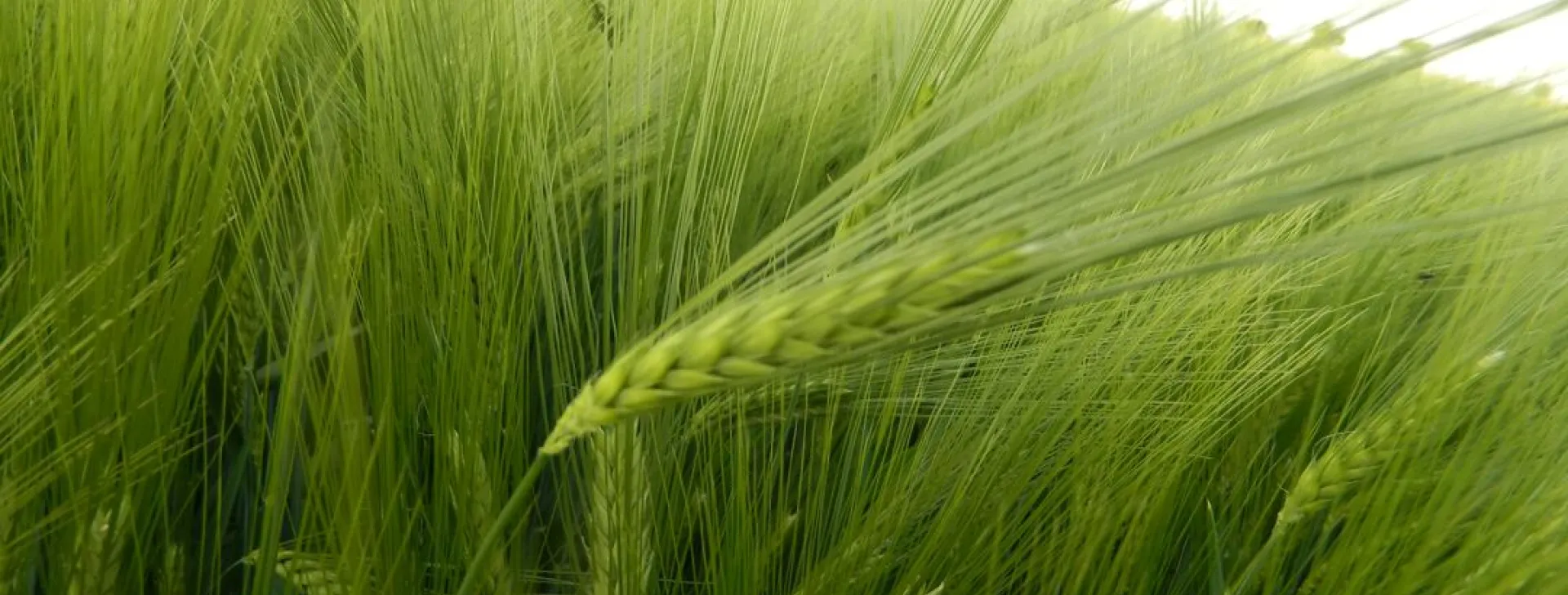 Hybrid wheat trial fields 