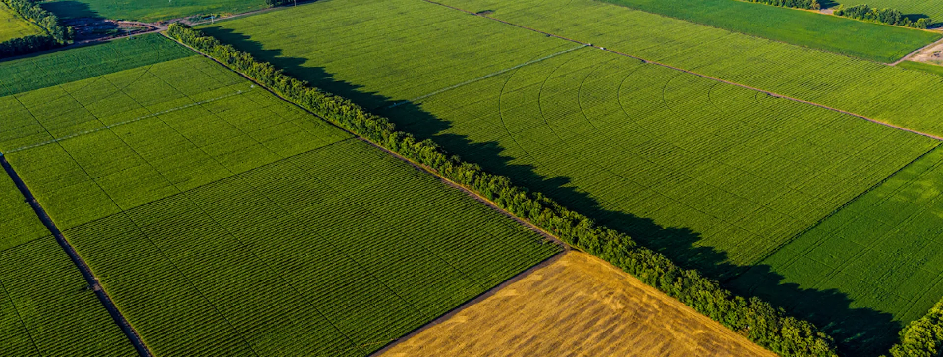 Syngenta