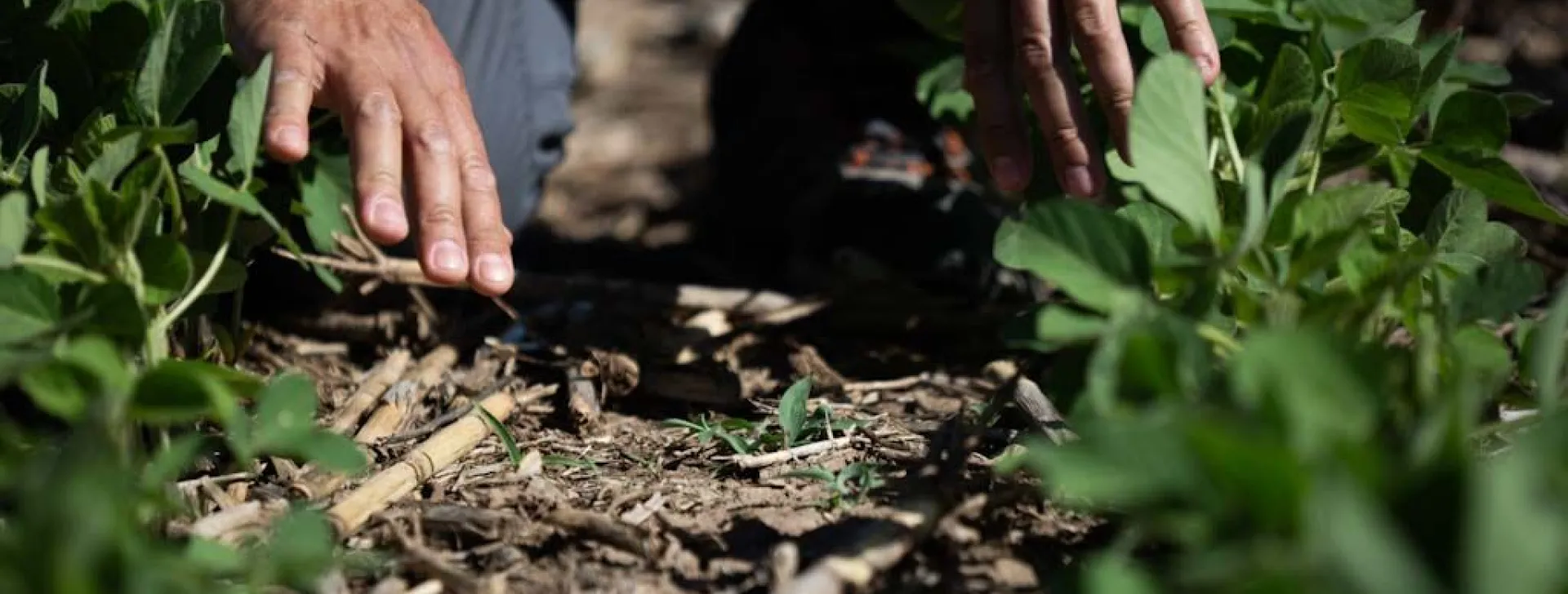 Viewing untreated soybean crops with weeds