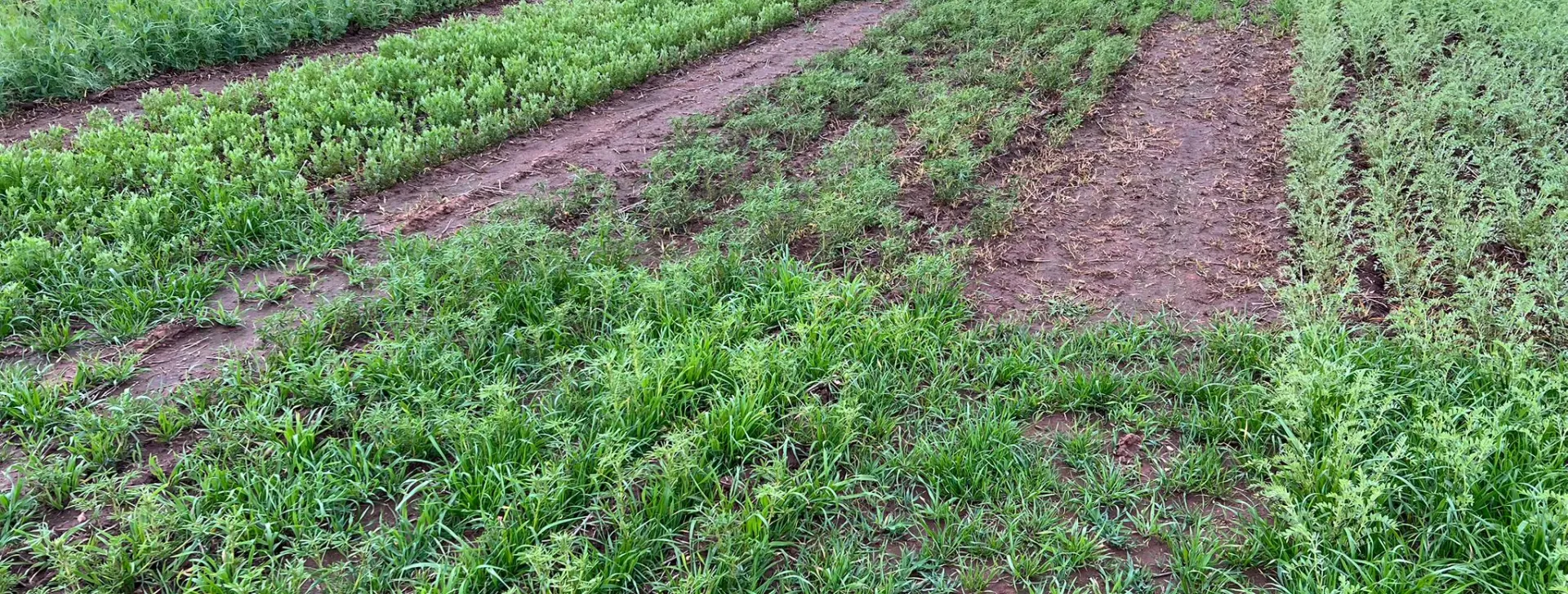 Ryegrass