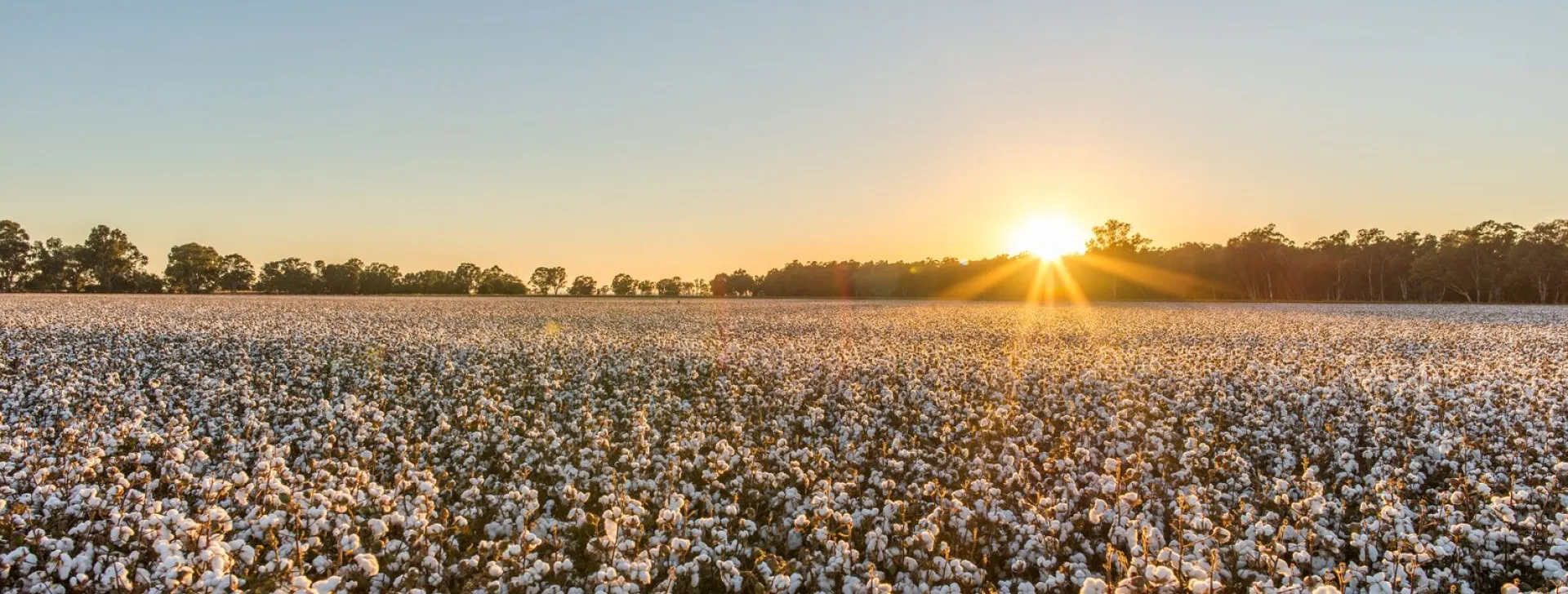 Cotton field dawn