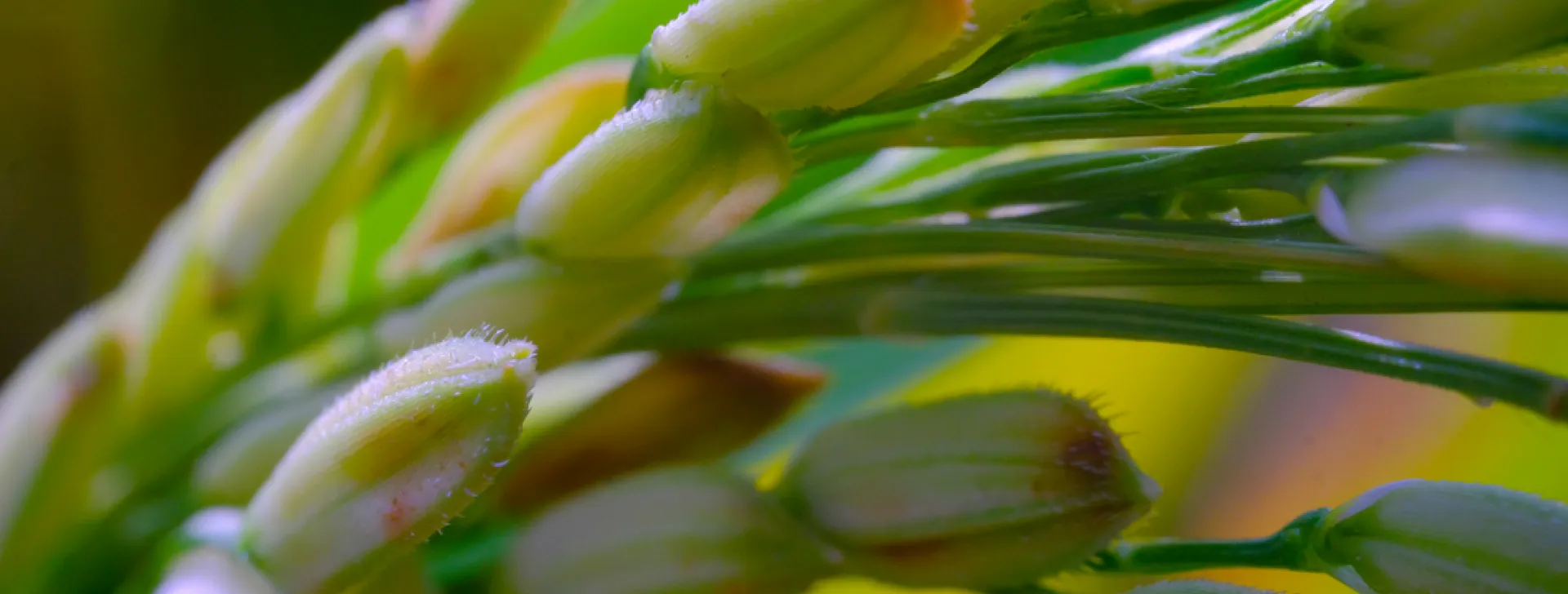 Rice plants close up macro shot