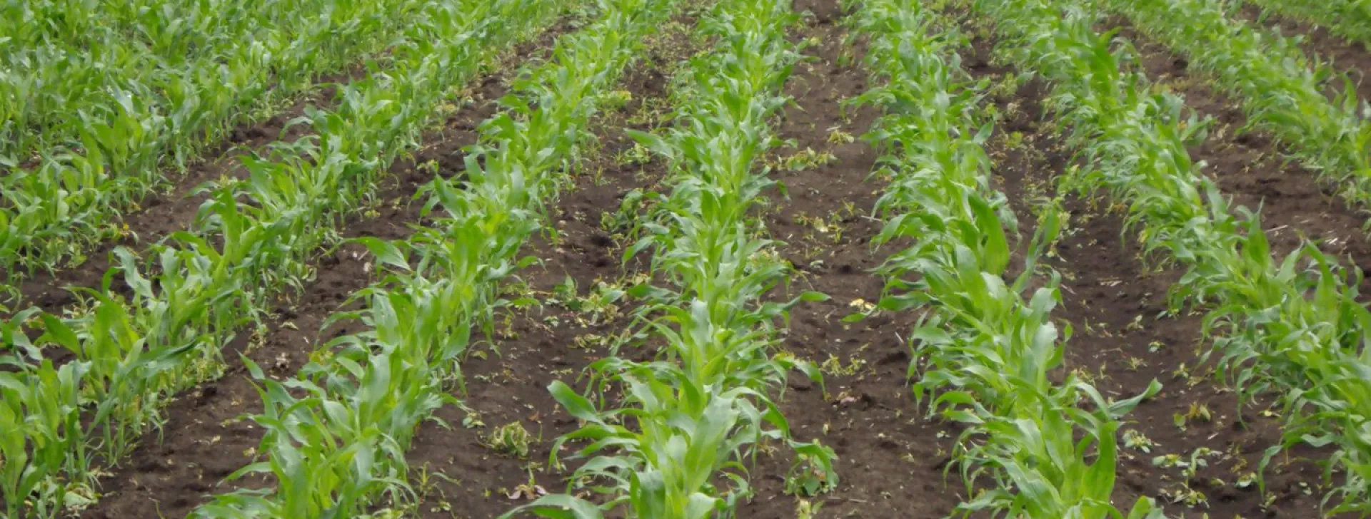 Corn_Trial fields