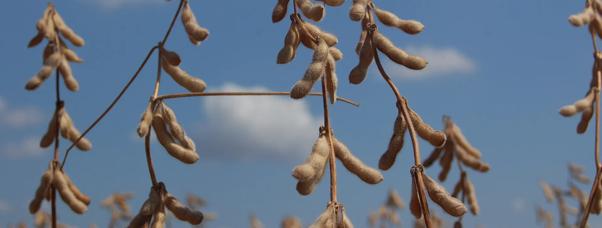 Pre-harvest soybean