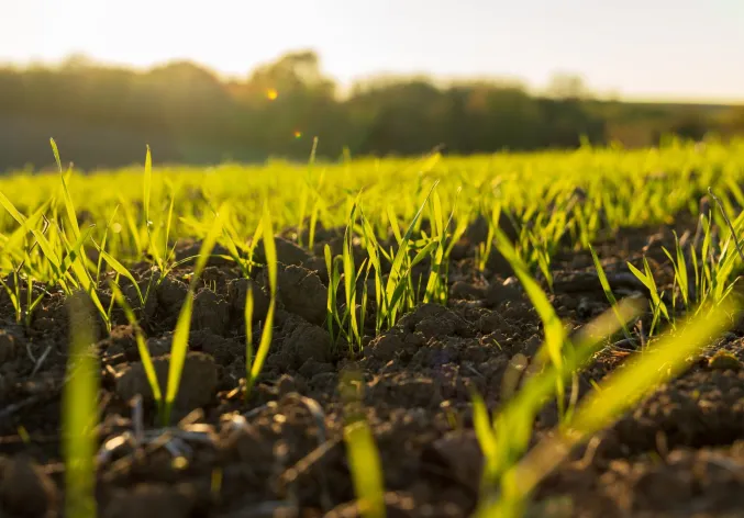 Young wheat sprouts