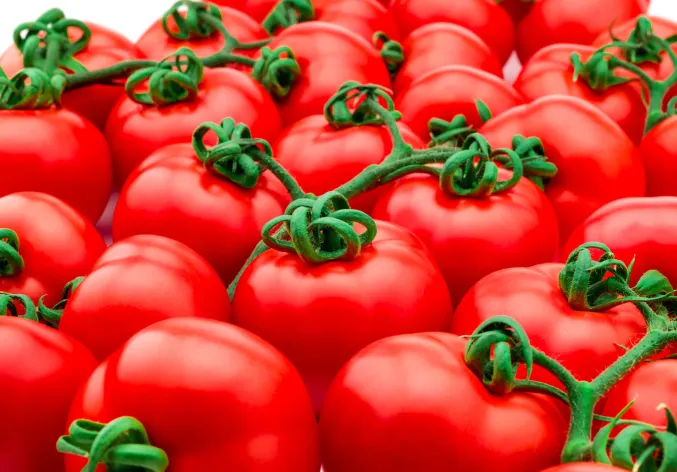 Tomato - Major scientific breakthrough increases crop yields by  using the plant’s own natural mechanisms