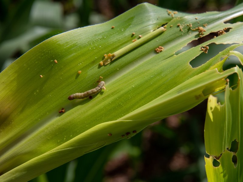 Fall armyworm