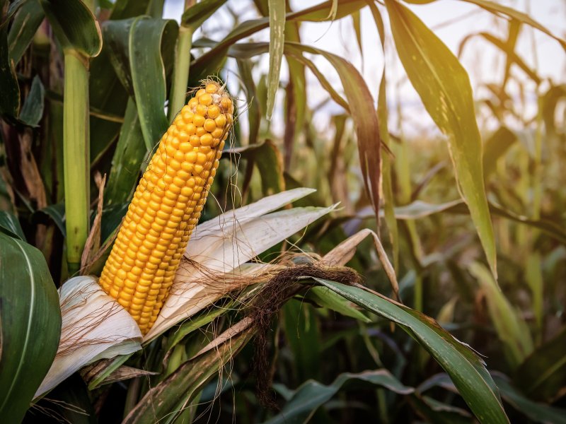 Sweetcorn