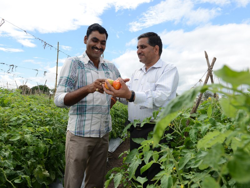 India Tomato growers