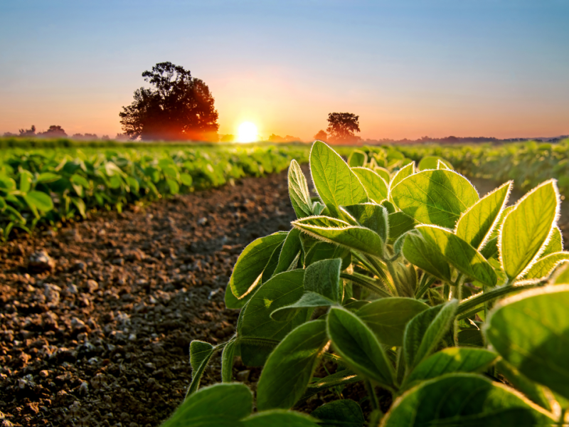 Close-up of crops growing on field against sky during sunset