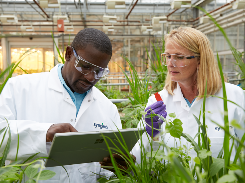 People in greenhouse herbicide testing