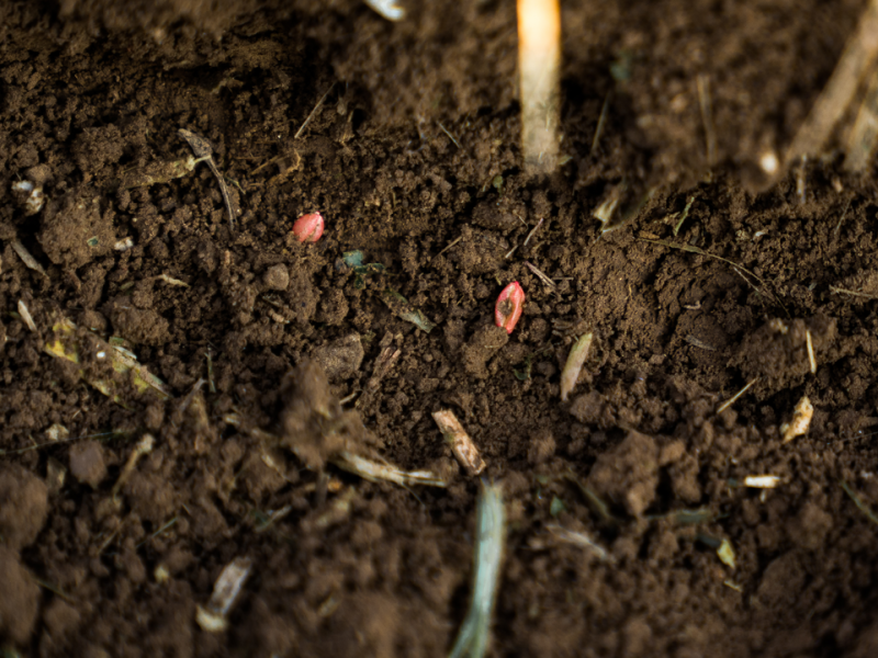 Seedling in soil