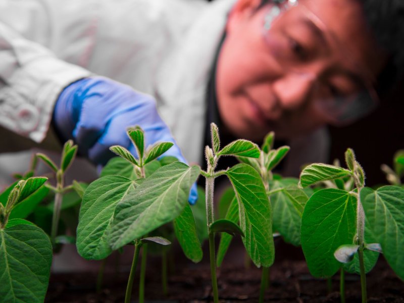Scientist inspecing seedling