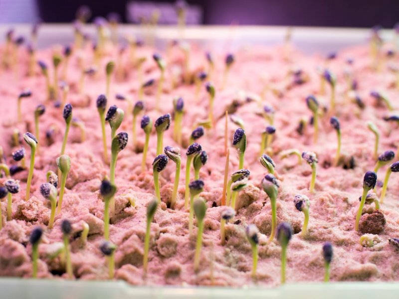 Plant Growth Chamber Technical & Laboratory Services
