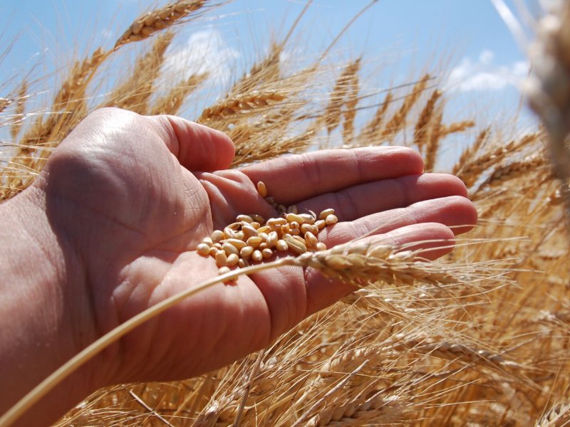 Wheat seeds in growers hand