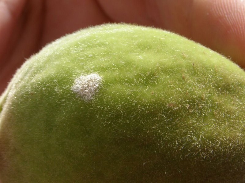 Powdery mildew on a peach