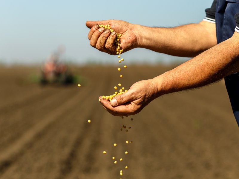 Soybean seeds falling through farmer's fingers